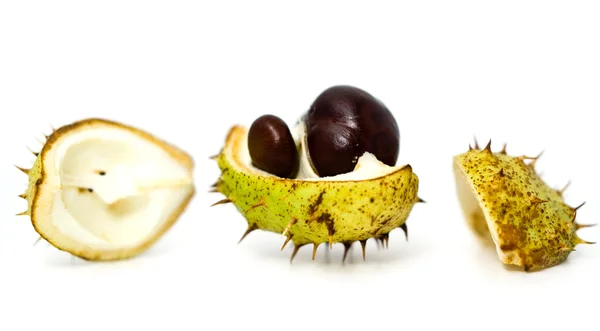 Opened chestnut — Stock Photo, Image