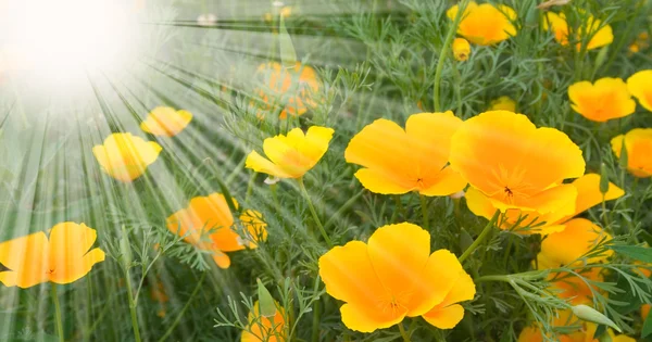 黄色罂粟 — 图库照片
