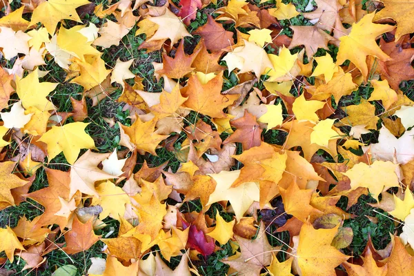Folhas de queda _ 3 — Fotografia de Stock