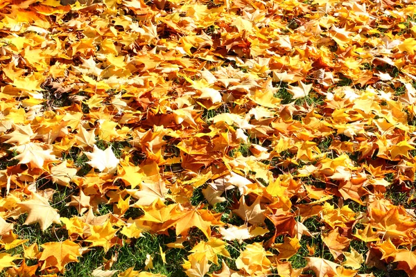 stock image Fall leaves_2