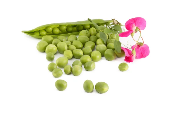 Green Peas and a branch with flowers — Stock Photo, Image