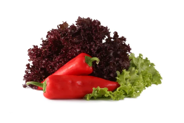 Italian salad radichchio and pepper — Stock Photo, Image
