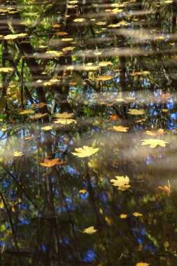 Trees reflected in lake clipart