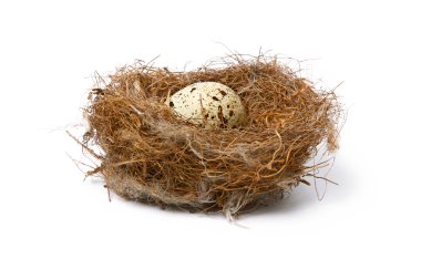 Bird's nest with eggs isolated clipart