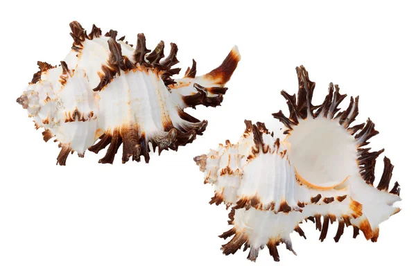 Mořské mušle, samostatný — Stock fotografie