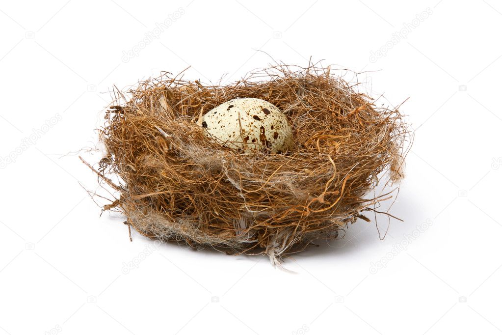 Bird's nest with eggs isolated