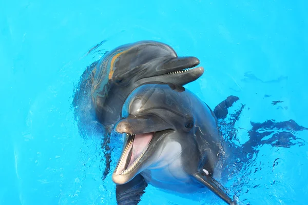 Dos delfines nadando en la piscina — Foto de Stock