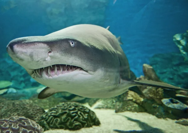 Рваная зубная акула в аквариуме — стоковое фото