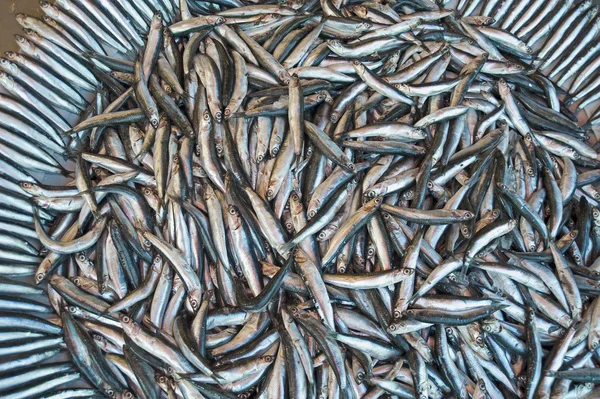 Peixes frescos num mercado — Fotografia de Stock