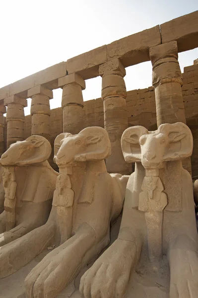 Esfinges de carnero en el templo de Karnak — Foto de Stock