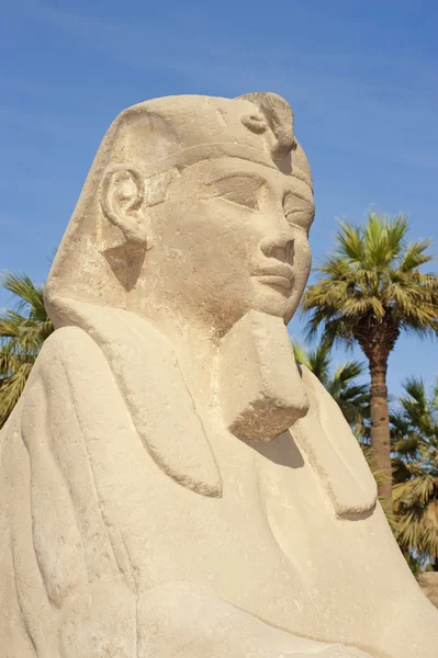 Pequeñas espinillas en el Templo de Luxor —  Fotos de Stock