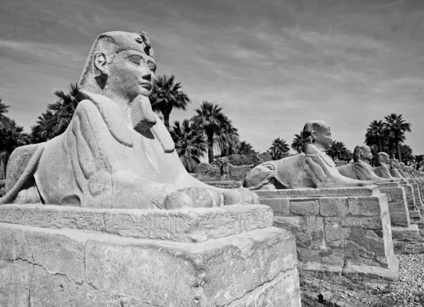 Small Sphinx Entrance Luxor Temple Egypt Black White — Stock Photo, Image