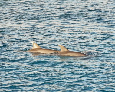 Bottlenose dolphins breaching the water clipart