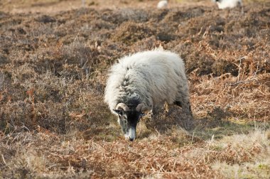 Moorland üzerinde otlatma koyun