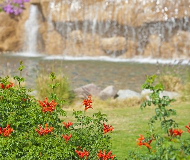 Water feature and bush in a landscaped garden