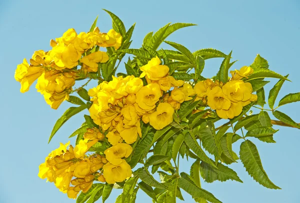 stock image Yellow flowers on a blue background