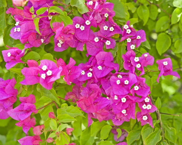 Bougainvillea flores em um arbusto — Fotografia de Stock