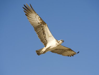 Osprey in flight clipart