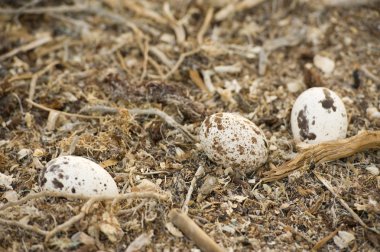 Three osprey eggs in a nest clipart
