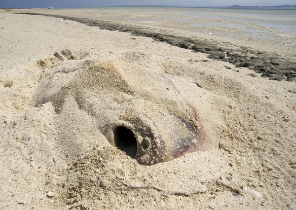 Bir sahilde ölü stingray — Stok fotoğraf