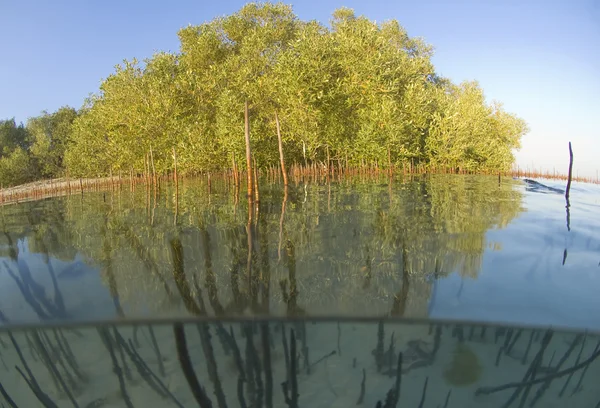 Mangrovové strom v blízkosti tropické laguny — Stock fotografie