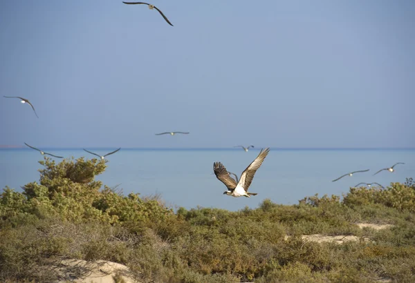 Osprey voando sobre arbustos — Fotografia de Stock