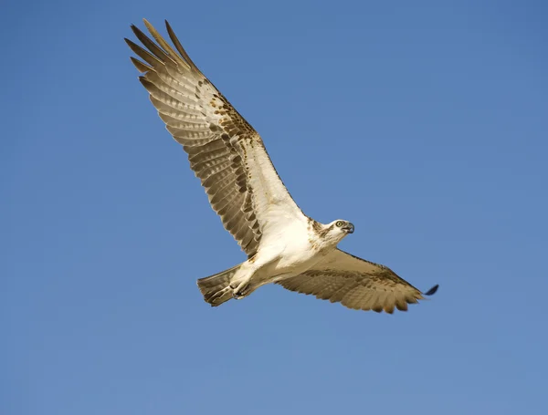 Osprey in flight — Stock Photo, Image
