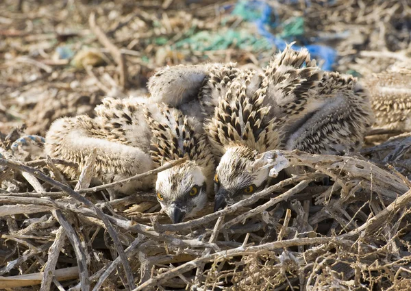 Zwei Fischadler-Küken im Nest — Stockfoto