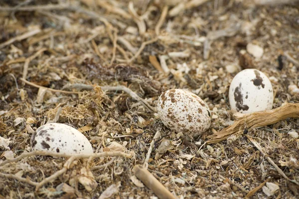 Drie Visarend eieren in een nest — Stockfoto