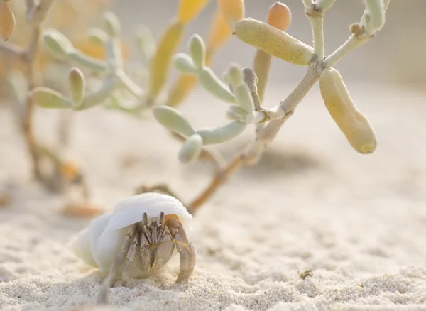 Einsiedlerkrebs am Strand mit einer Pflanze — Stockfoto