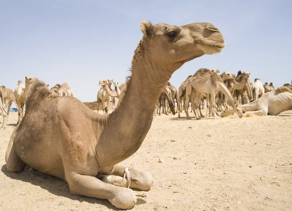 Dromedary deve bir Pazar — Stok fotoğraf