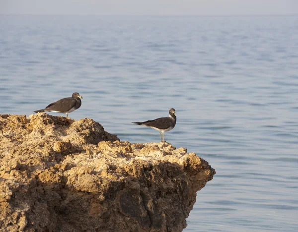 Pair of Sooty gulls on rocks — Stock Photo, Image