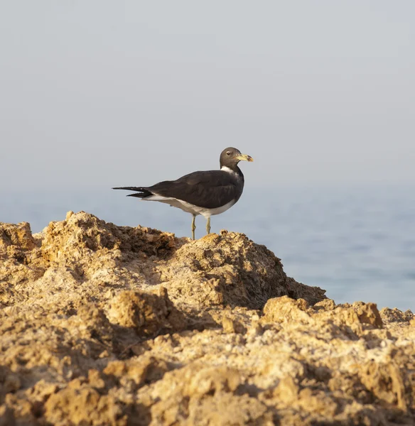 乌黑的海鸥栖息在岩石上 — 图库照片