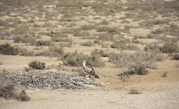 Large Osprey perched on a nest — Stock Photo, Image