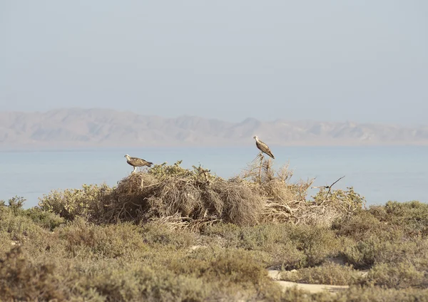 Çalıların arasında bulunan ospreys Çift — Stok fotoğraf