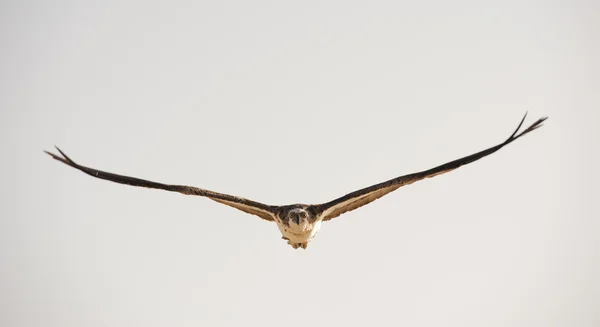 Velké osprey v letu — Stock fotografie