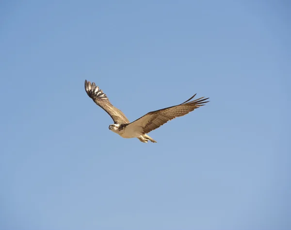 Große Fischadler im Flug — Stockfoto