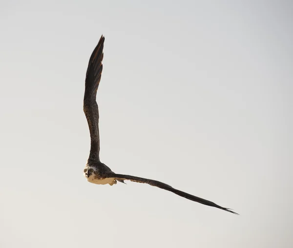 Velké osprey v letu — Stock fotografie