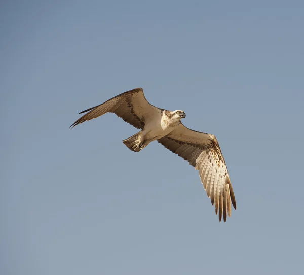 Large Osprey in flight — Stock Photo, Image