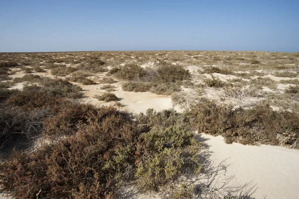 砂漠の島の植生 — ストック写真