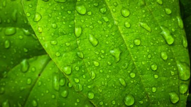 Water drop on Green leaf clipart