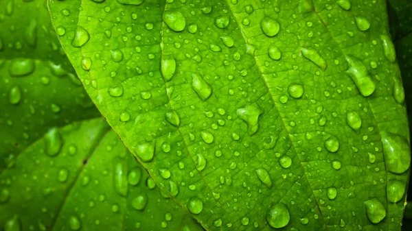 stock image Water drop on Green leaf