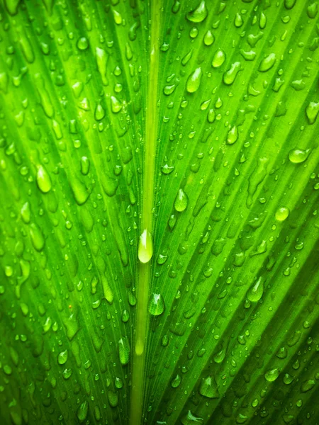 stock image Water drop on leaf