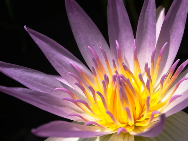 Pembe ve sarı lotus — Stok fotoğraf