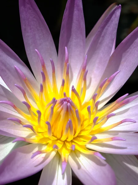 Pink lotus Stock Kép