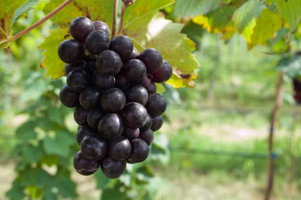 Świeżych winogron fioletowy — Zdjęcie stockowe