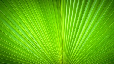 Abstract image of leaves clipart