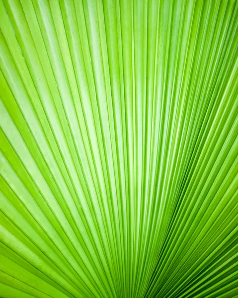 Abstract image of leaves — Stock Photo, Image