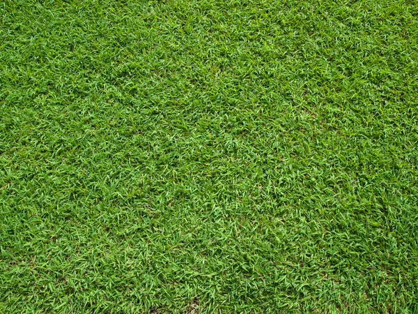 Вид сверху на зеленую траву — стоковое фото