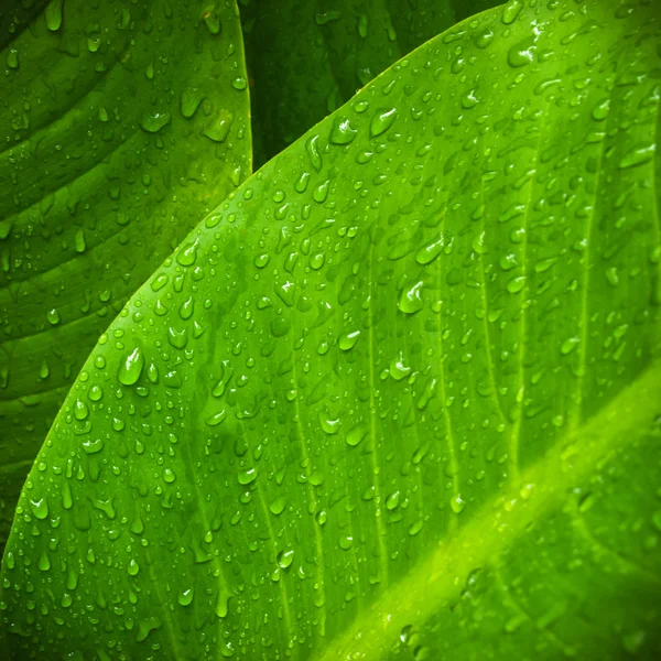 Water drop on leaves — Stock Photo, Image